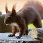 Eichhörnchen! Probefoto 2