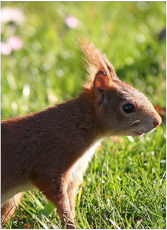 Eichhörnchen Profil