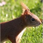 Eichhörnchen Profil