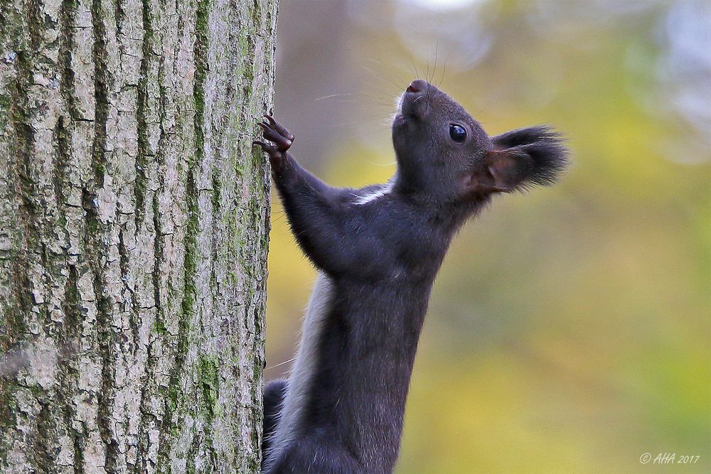 Eichhörnchen - Profil