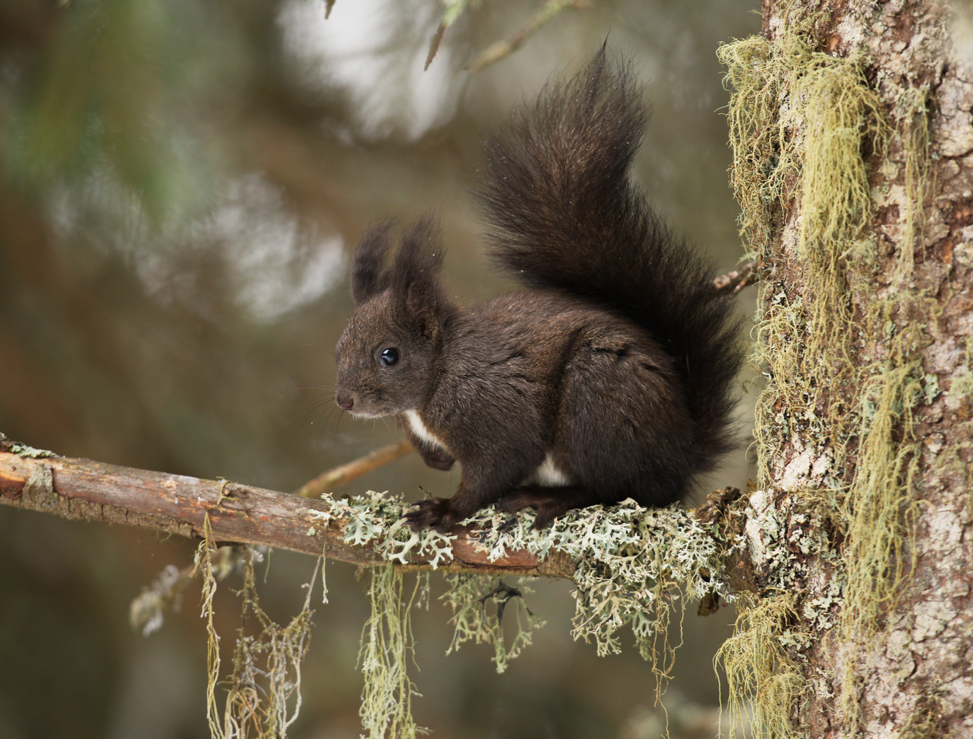 Eichhörnchen Rast