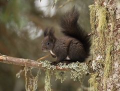 Eichhörnchen Rast