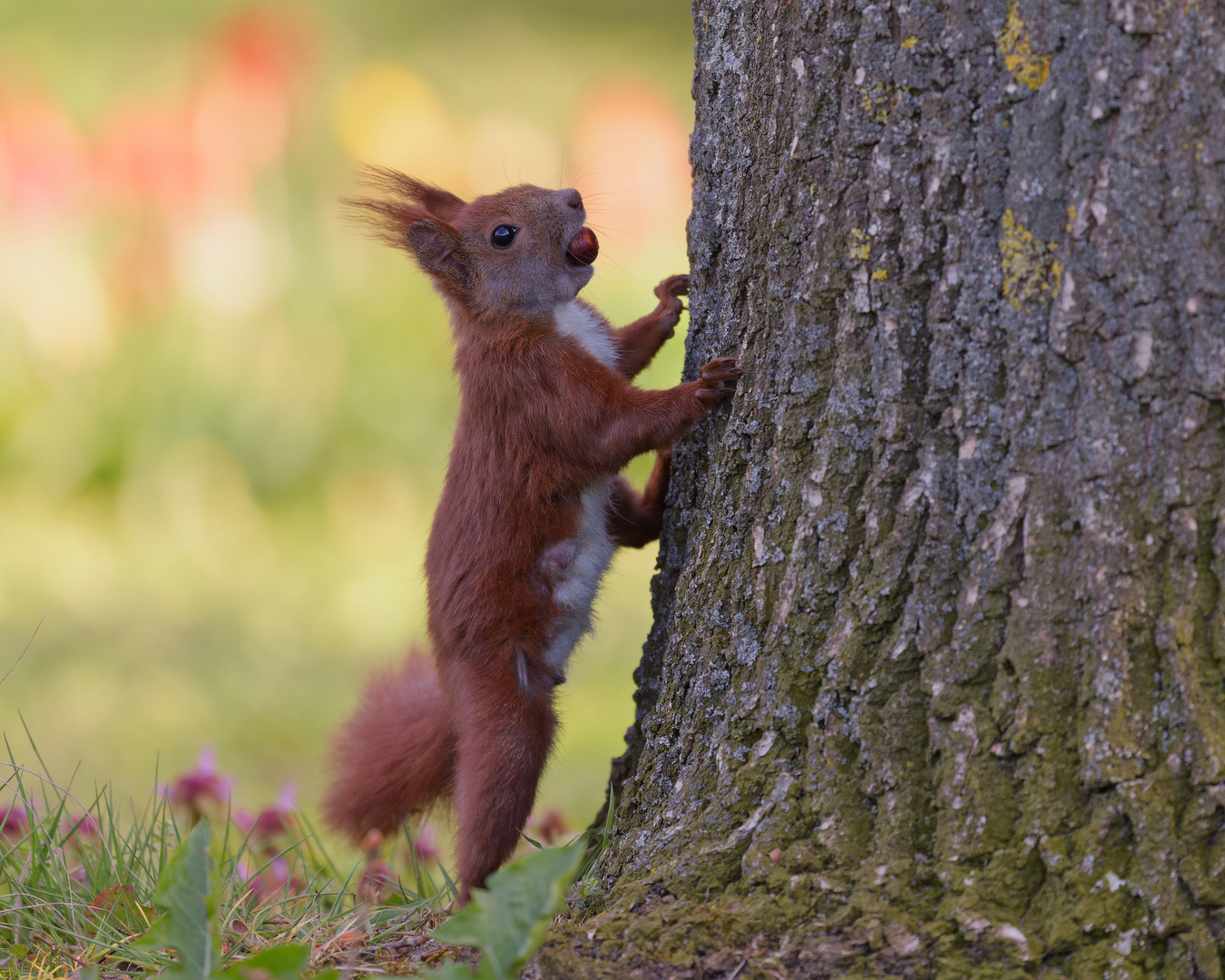 Eichhörnchen [Red squirrel]