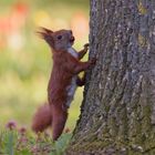 Eichhörnchen [Red squirrel]