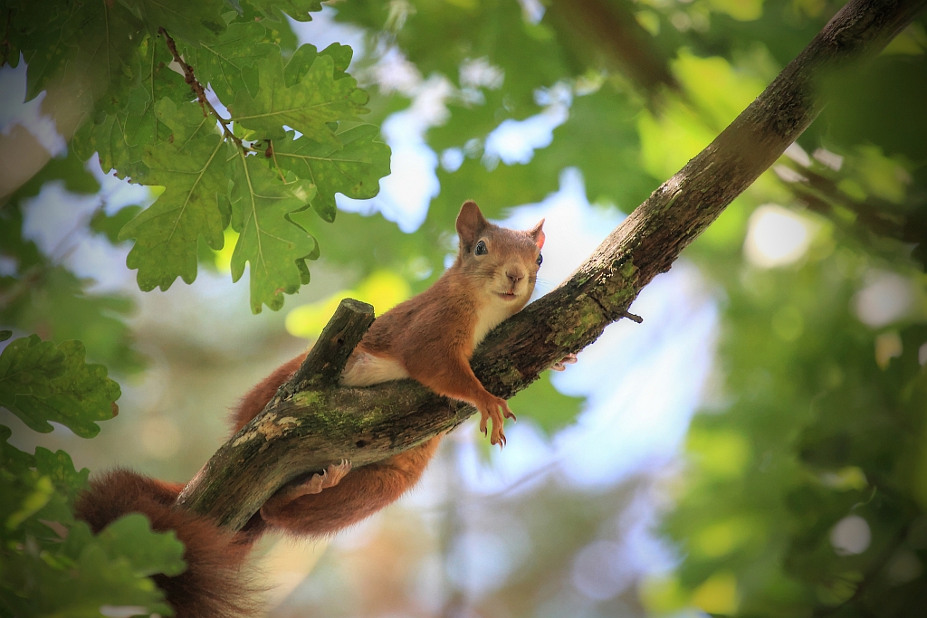 Eichhörnchen Relaxing