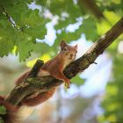 Eichhörnchen Relaxing