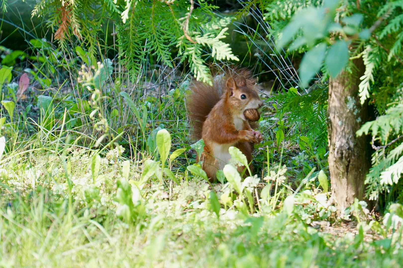 Eichhörnchen rot