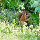 Eichhörnchen rot