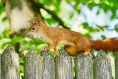 Eichhörnchen rot