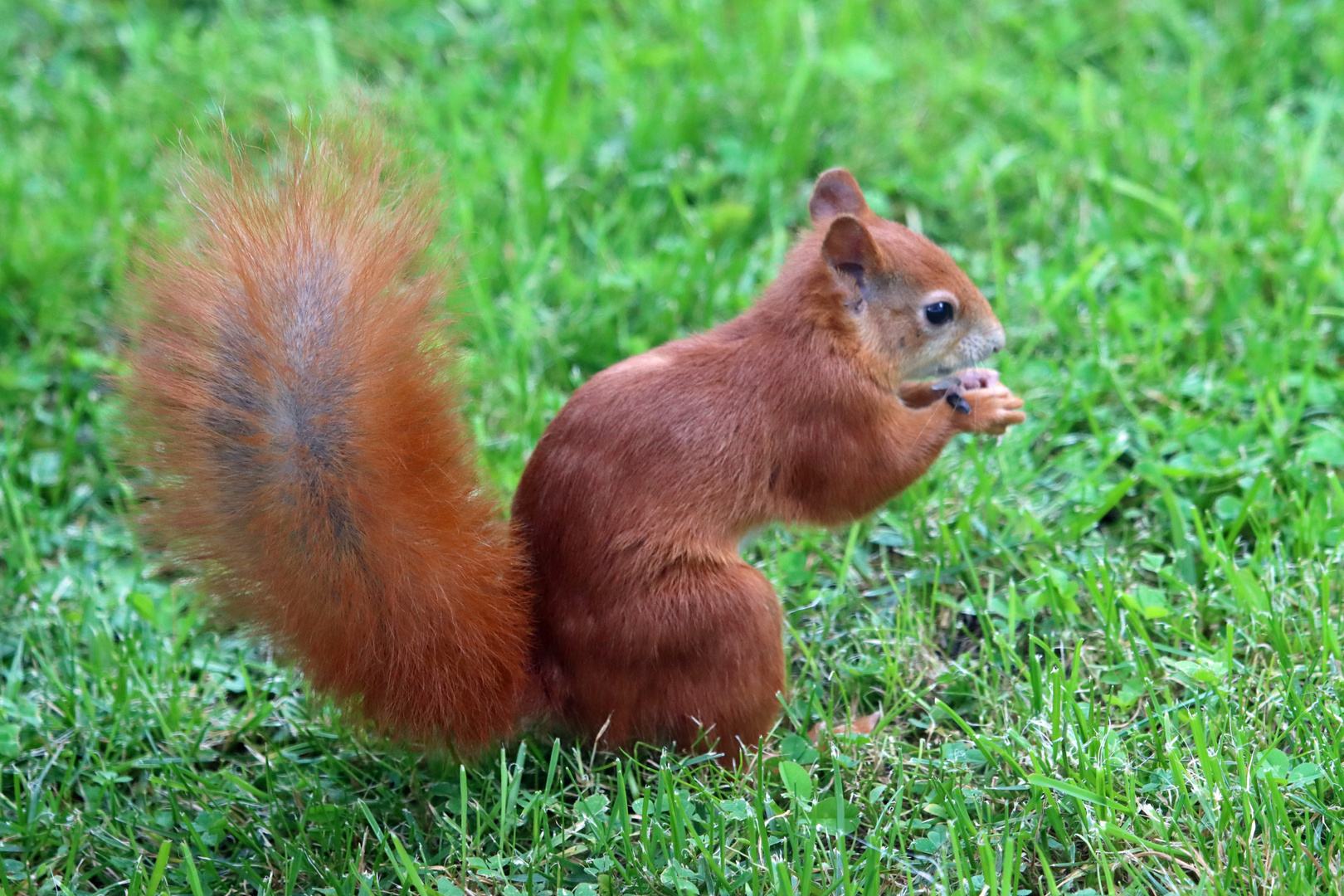 Eichhörnchen rot