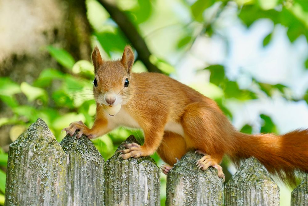 Eichhörnchen rot