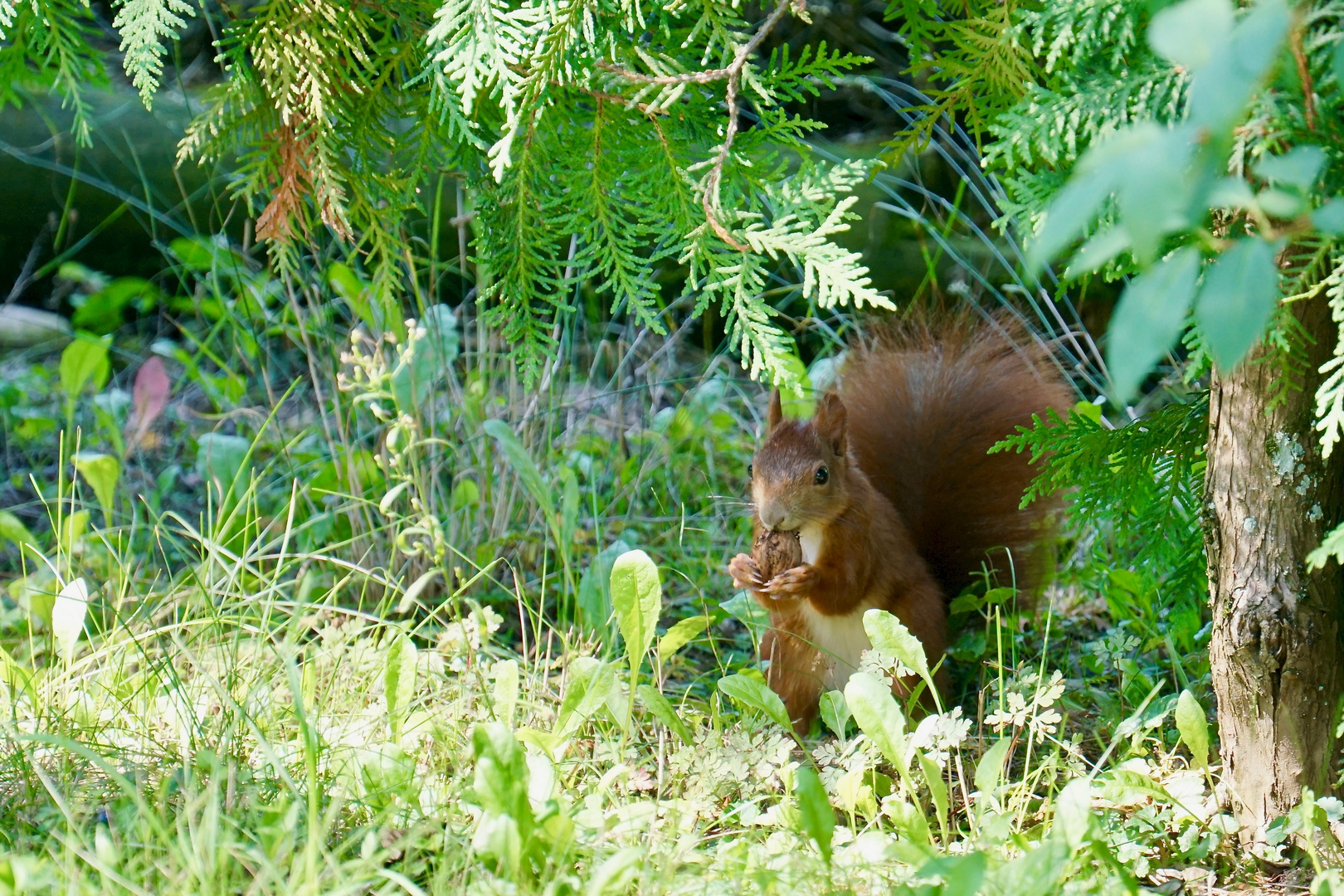 Eichhörnchen rot