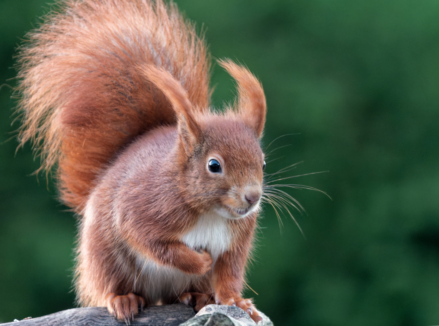 Eichhörnchen sagt guten Morgen 