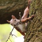 Eichhörnchen sammelt einen Ast