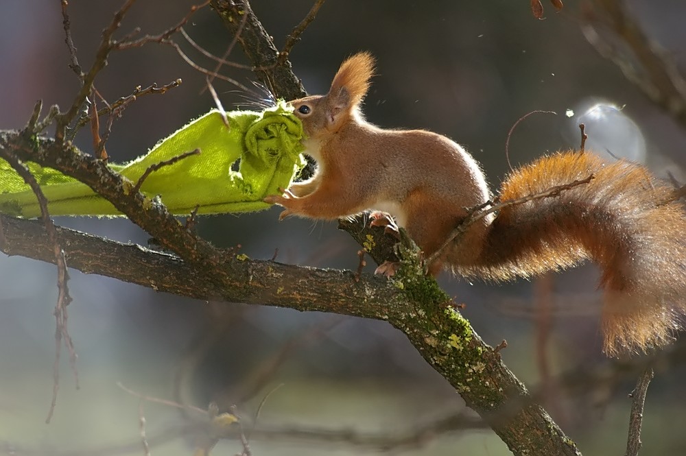 Eichhörnchen sammelt für das Winterquartier