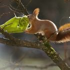 Eichhörnchen sammelt für das Winterquartier