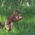  Eichhörnchen sammelt Nüsse 1 _1312