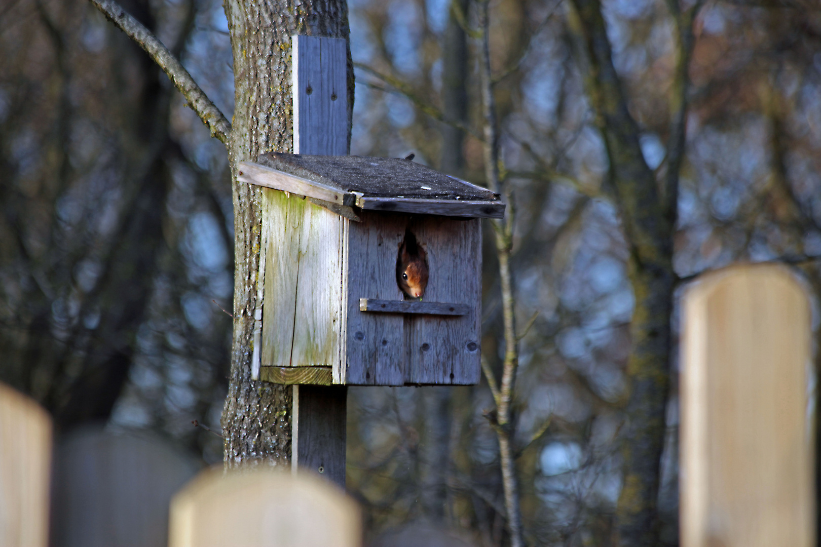 Eichhörnchen schaut aus sein Vogelkasten.