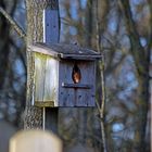 Eichhörnchen schaut aus sein Vogelkasten.