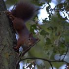 Eichhörnchen schaut in die Kamera