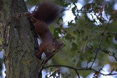 Eichhörnchen schaut in die Kamera