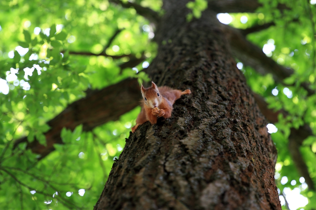 Eichhörnchen schaut vom Baum runter