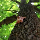 Eichhörnchen schaut vom Baum runter