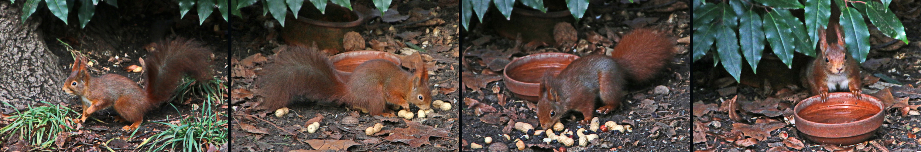 Eichhörnchen - Schiebecollage 1