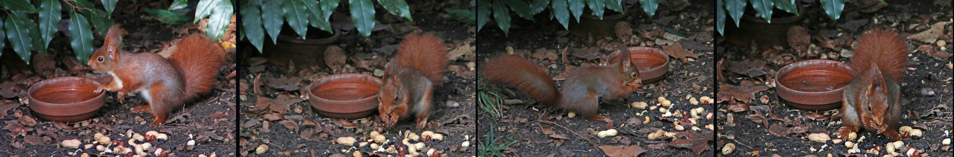 Eichhörnchen - Schiebecollage 2