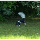 Eichhornchen Schwarz Weiss Foto Bild Tiere Wildlife Wildlife Sonstige Tiere Bilder Auf Fotocommunity