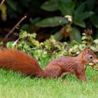 Eichhörnchen (Sciuridae) 