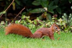 Eichhörnchen (Sciuridae) 