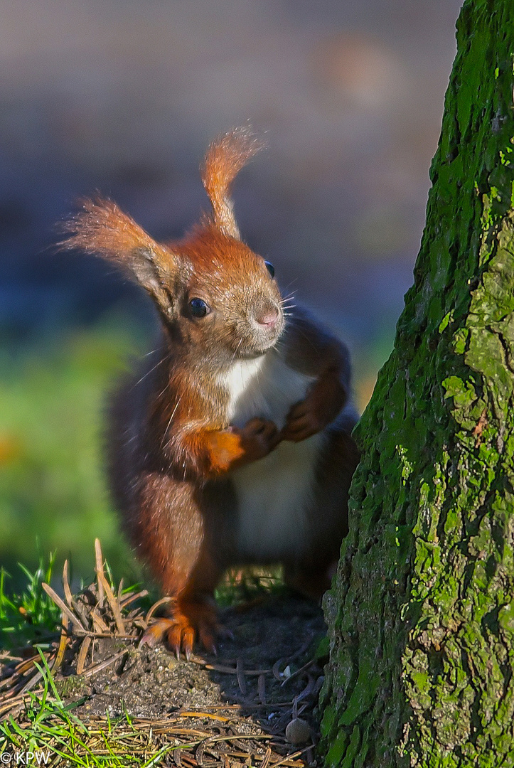 Eichhörnchen (Sciurius)