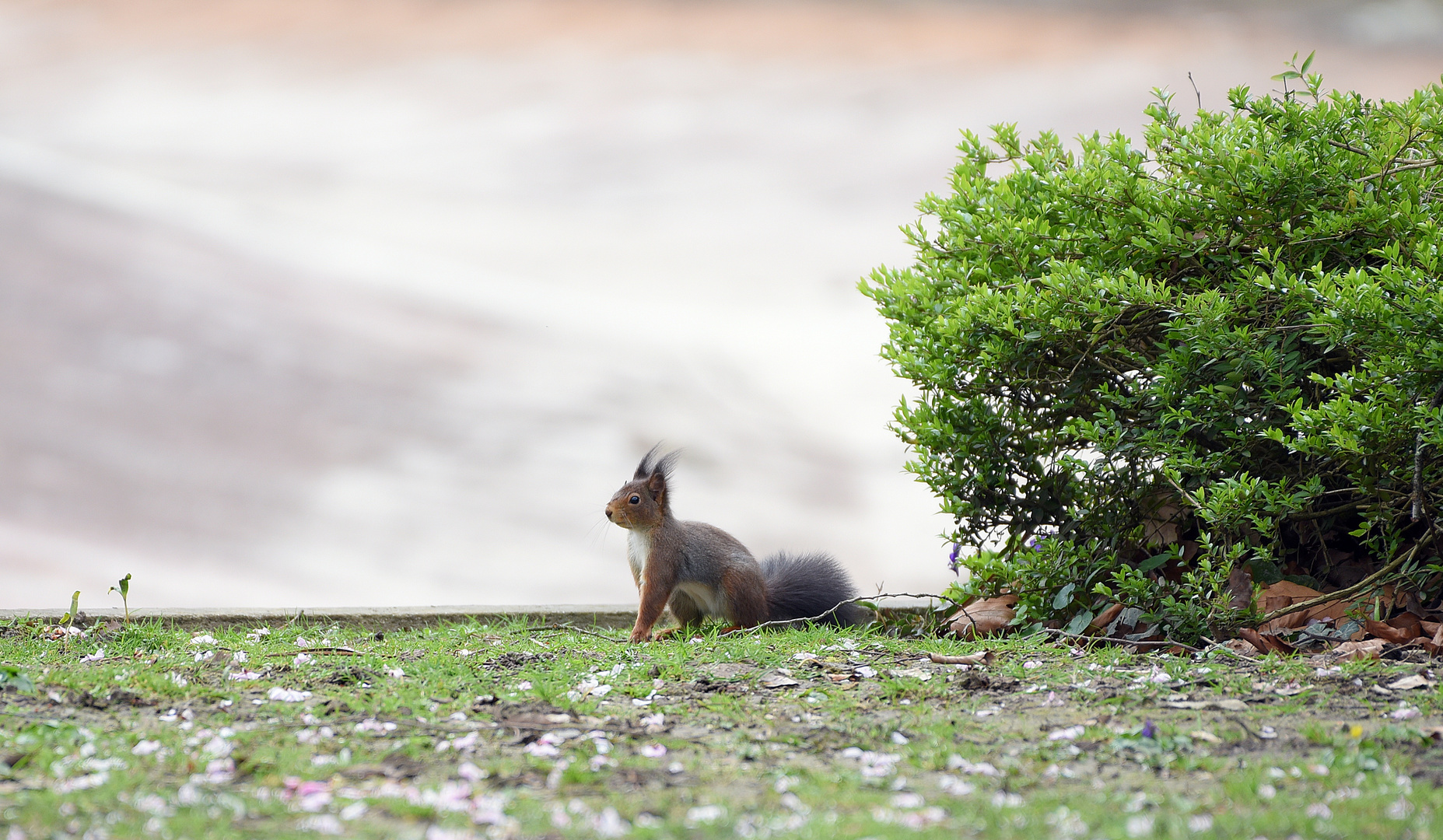 Eichhörnchen (Sciurus)