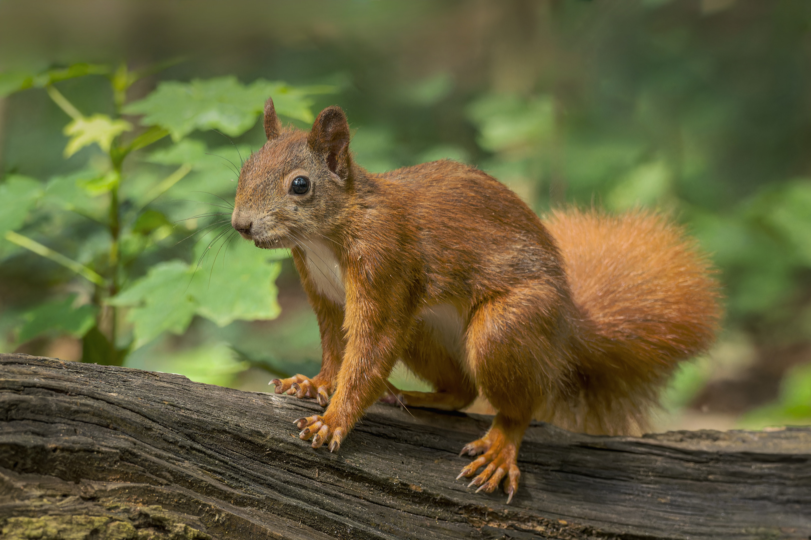 Eichhörnchen (Sciurus) 