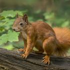 Eichhörnchen (Sciurus) 