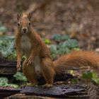 Eichhörnchen (Sciurus) 