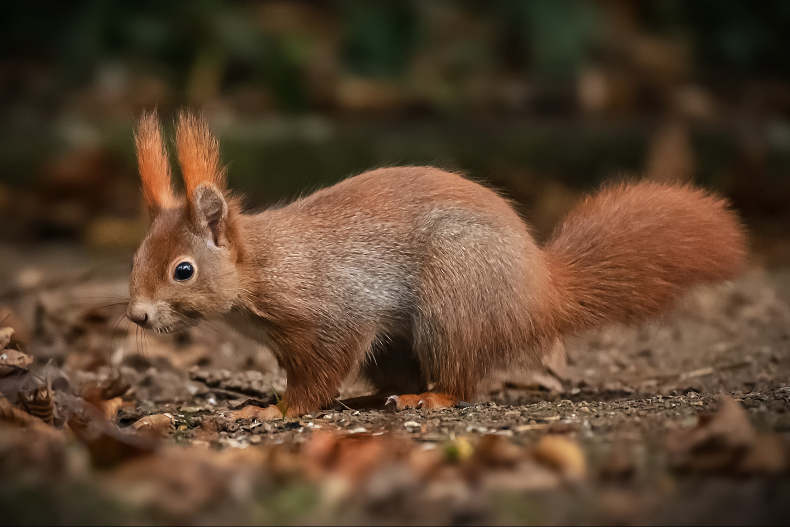  Eichhörnchen (Sciurus) 