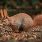  Eichhörnchen (Sciurus) 