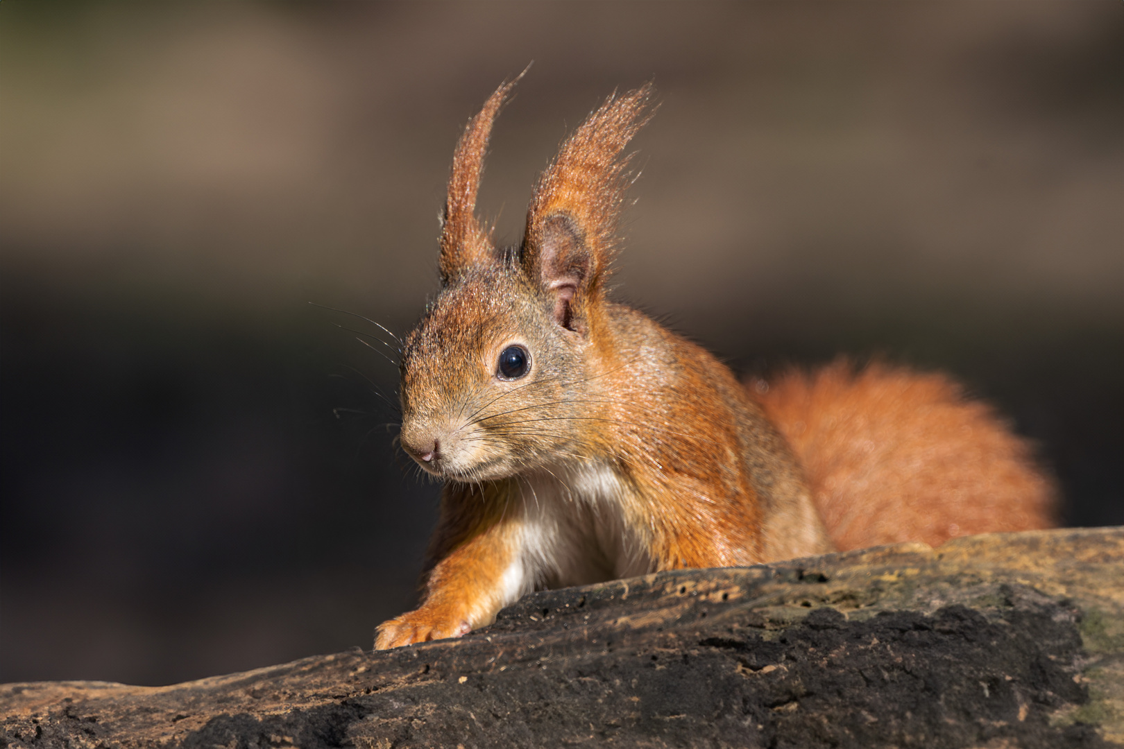  Eichhörnchen (Sciurus) 