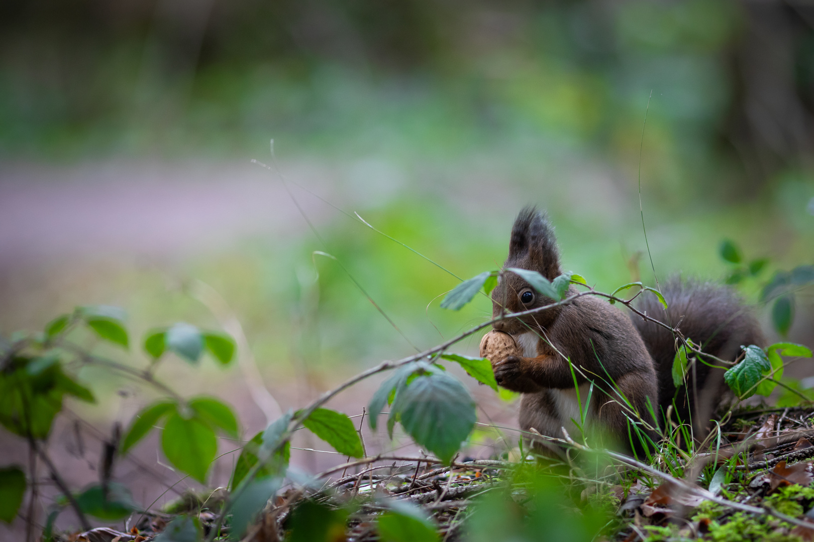 Eichhörnchen  (Sciurus) 