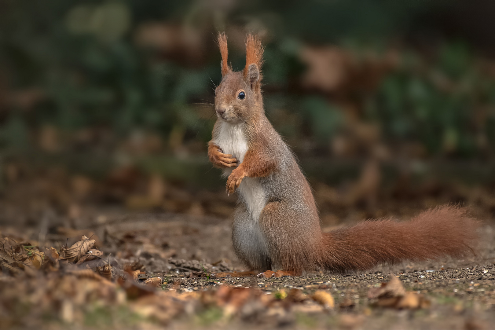 Eichhörnchen (Sciurus) 