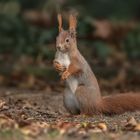 Eichhörnchen (Sciurus) 