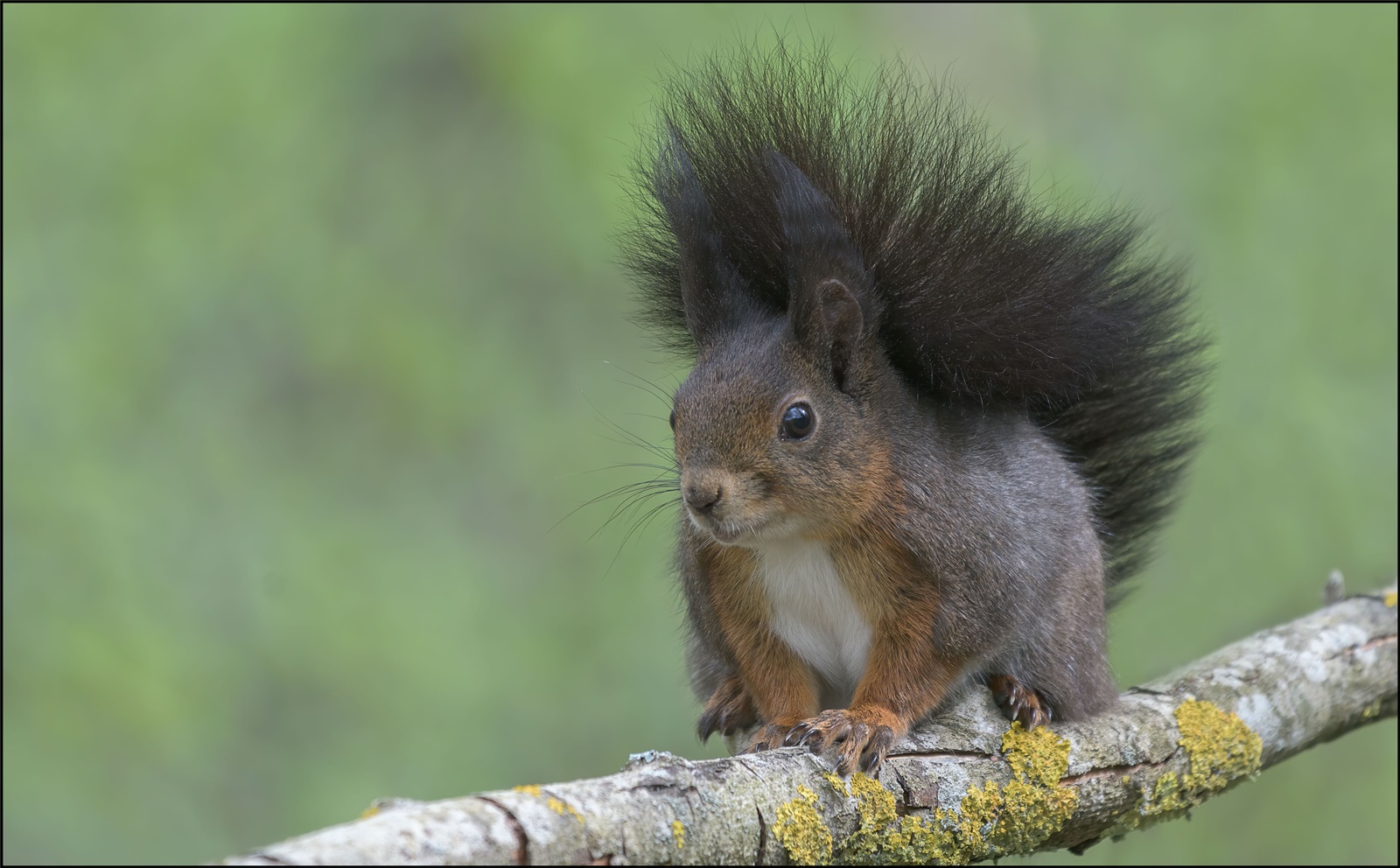 Eichhörnchen (Sciurus)