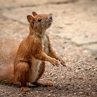    Eichhörnchen (Sciurus)