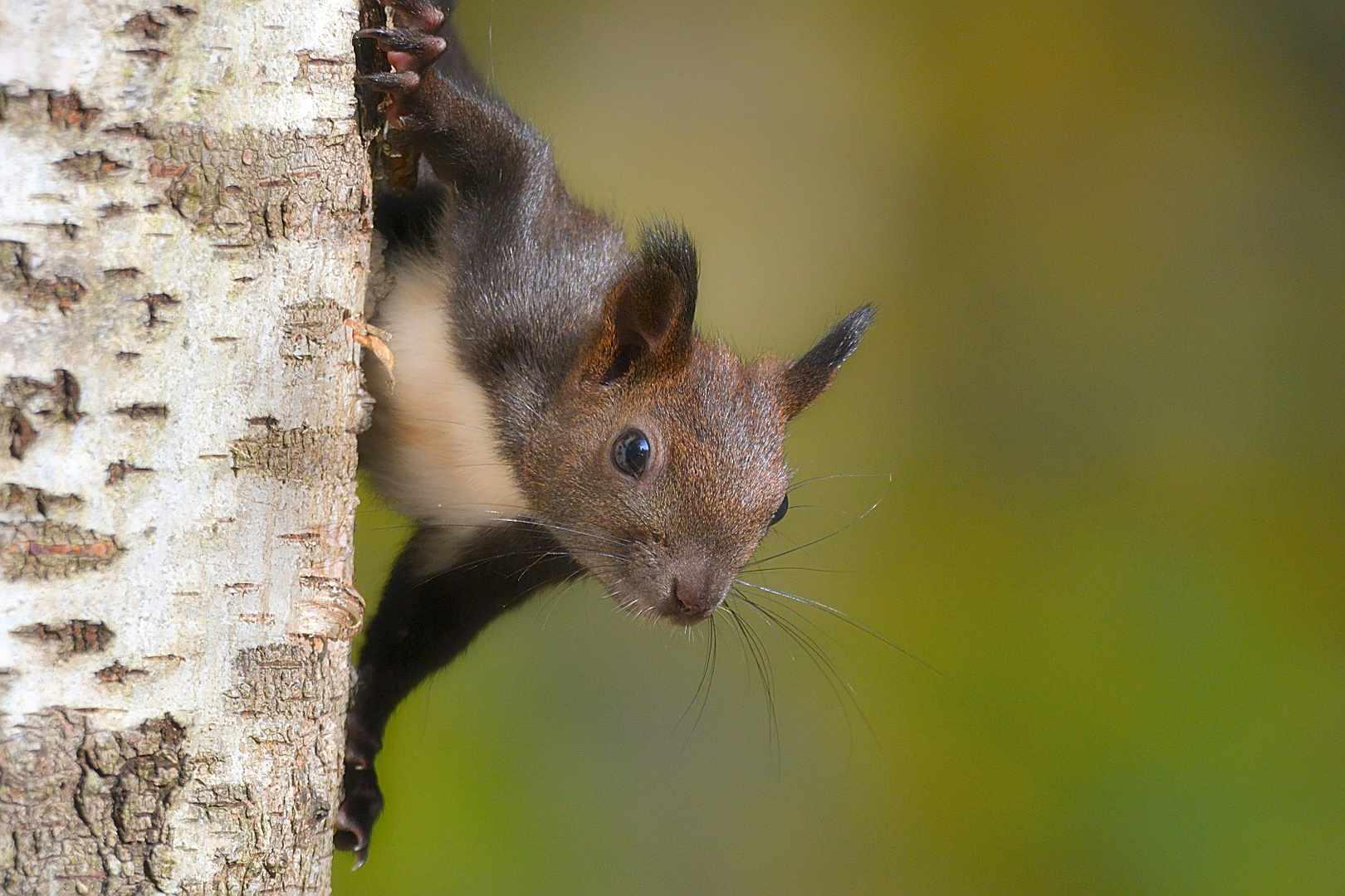 Eichhörnchen  (Sciurus)