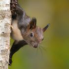 Eichhörnchen  (Sciurus)