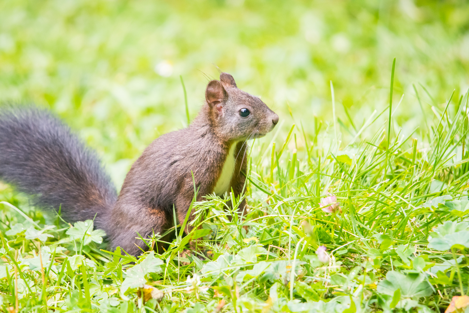 Eichhörnchen - Sciurus