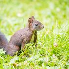 Eichhörnchen - Sciurus