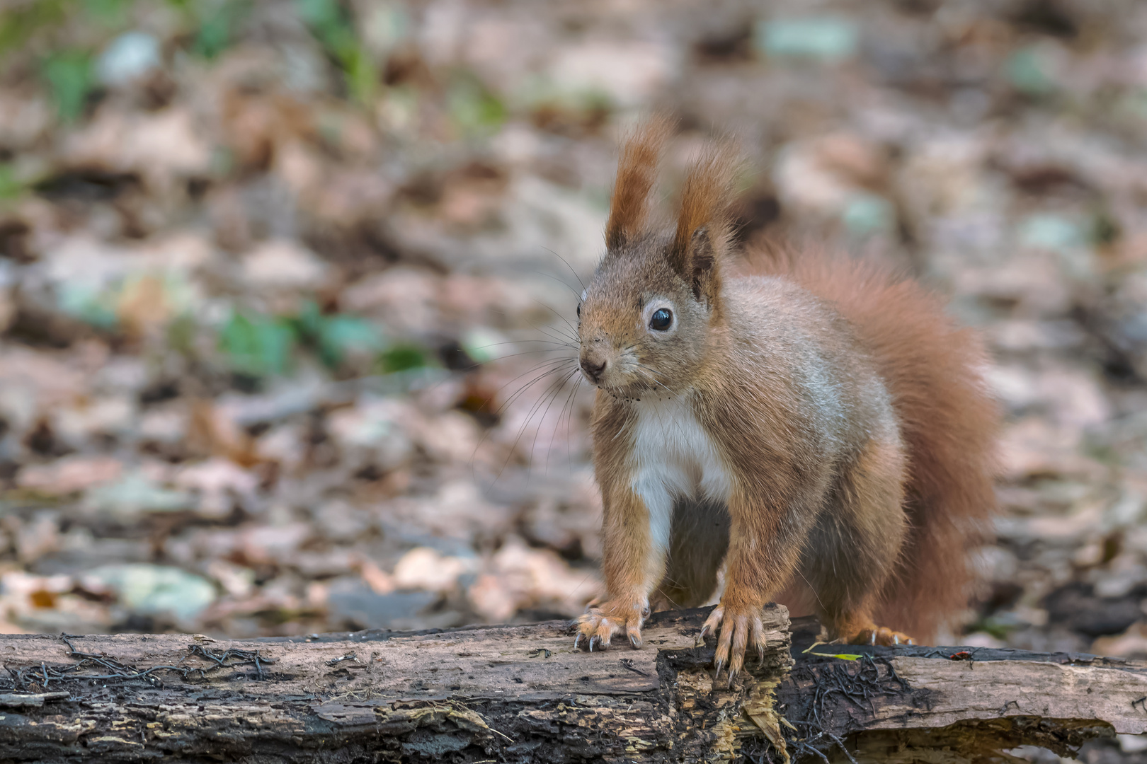  Eichhörnchen (Sciurus) 